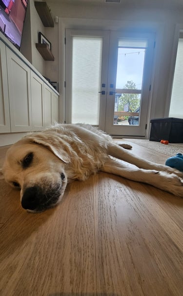 pet sitting in home in leslieville