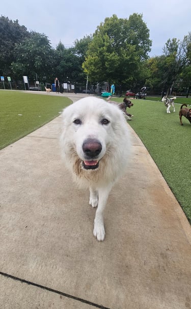 Dog walking in dog park, leslieville area