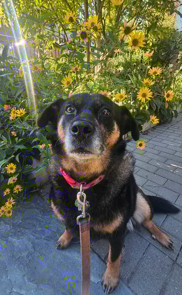 dog sitting, dog walking in riverdale area, on leash