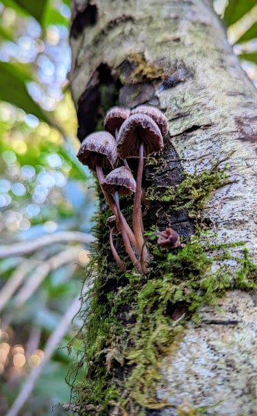 a group of mushrooms growing out of a tree