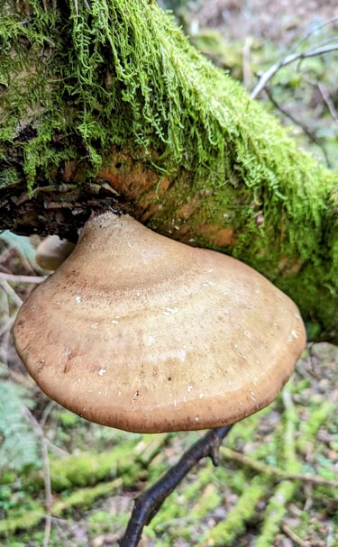 a mushroom on a tree branch. Birch Polypore or fomitopsis betulina