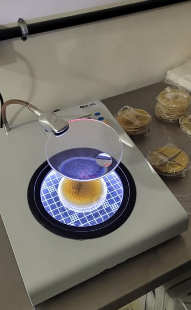 Recipiente de análise laboratorial contendo amostra de água com resultado positivo para Legionella, 