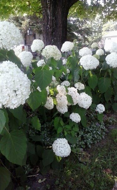 Large white hydrangea blossoms growing on lush green bushes in a sunny backyard garden.