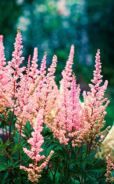 Close-up of pink Astilbe flowers blooming in a lush summer garden with soft bokeh background.