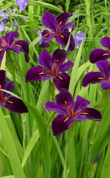 Deep purple Louisiana iris flowers blooming in a lush green garden setting.