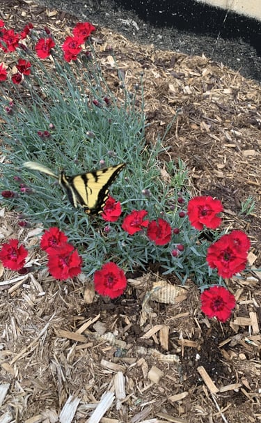 A yellow and black swallowtail butterfly rests on vibrant red dianthus flowers among wood chips, showcasing nature's beauty