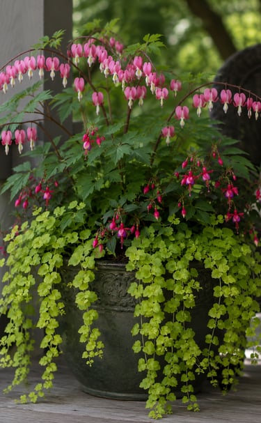 A decorative patio planter with pink bleeding heart flowers and cascading lime green creeping jenny foliage.
