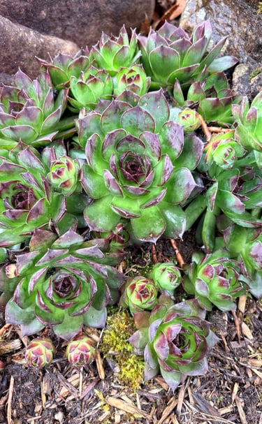 Clusters of green and purple Hens and Chicks succulents growing in a rocky garden bed.