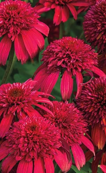 Vibrant red double-flowered Echinacea Hot Papaya coneflowers blooming in a summer garden.