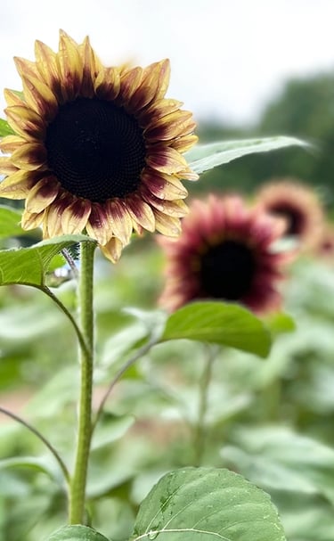 Simple image of a sunflower from the garden
