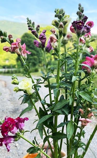 Fresh cut flowers from the farm