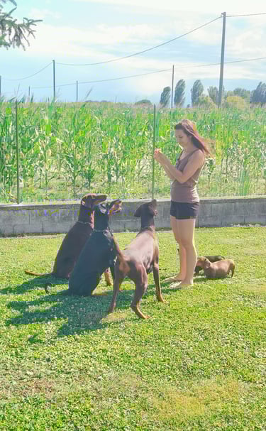 addestramento dobermann Ferrara emilia romagna