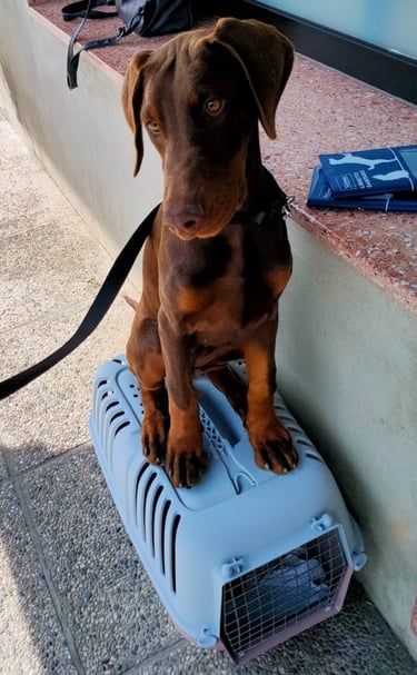 cucciola dobermann Padova Veneto
