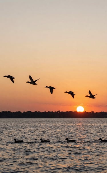 Ducks in flight against a glowing early morning sky