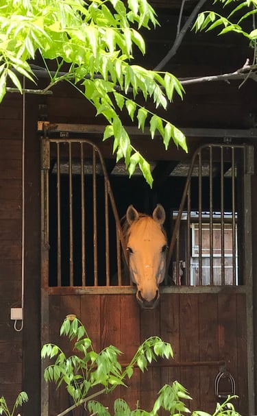 Chalet eau vacances foret nature chevaux 