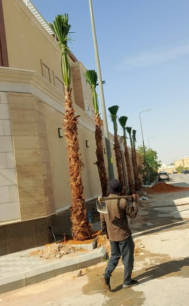 زراعة نخيل واشنطني للمشاريع