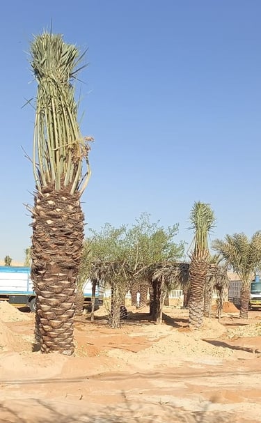 مشروع زراعة نخيل في أرض زراعية