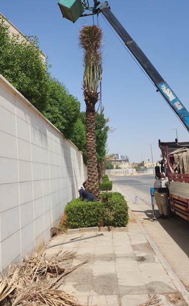 زراعة نخيل عربي في الرياض