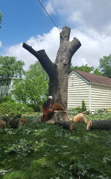 Large rotten maple tree removal in Overland park Kansas. 