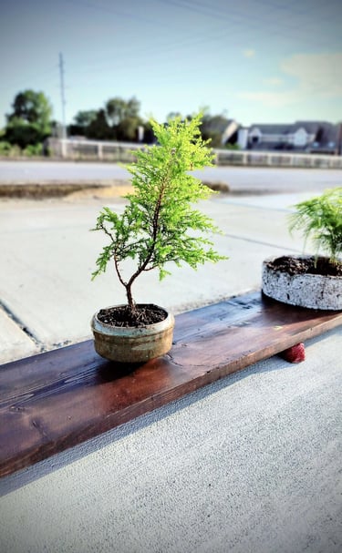 lemon cypress bonsai in planter