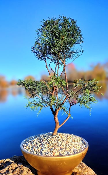 Image of Bonsai tree with lake in background in huntsville al