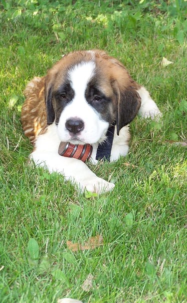 Saint Bernard Puppies