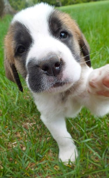 Saint Bernard 