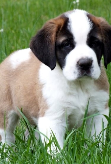 Saint Bernard puppy