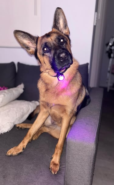 German Sheppard wearing the Flashhund Glow Light Plus. 