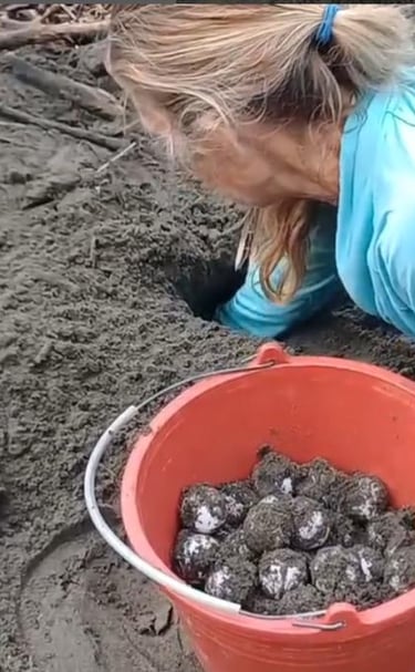 Nest excavation at Playa Linda