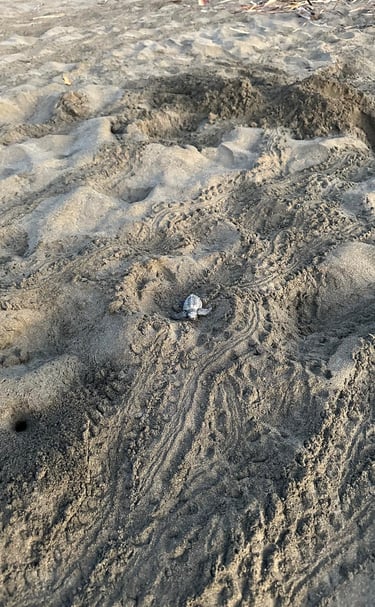 Turtle Hatchling emerging from natural nest at Playa Linda