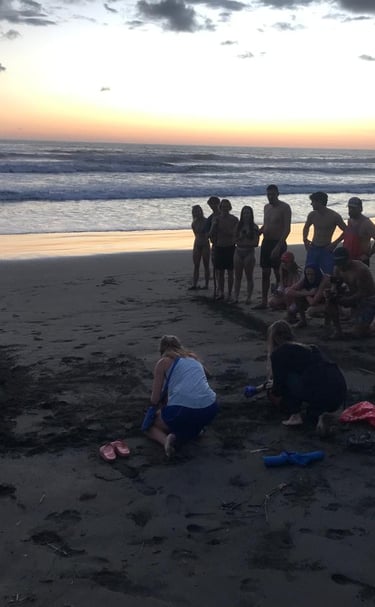 Sunset hatchling release at Playa Linda
