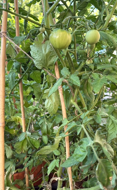 Tomato Tower – Sun-ripened flavour on tap