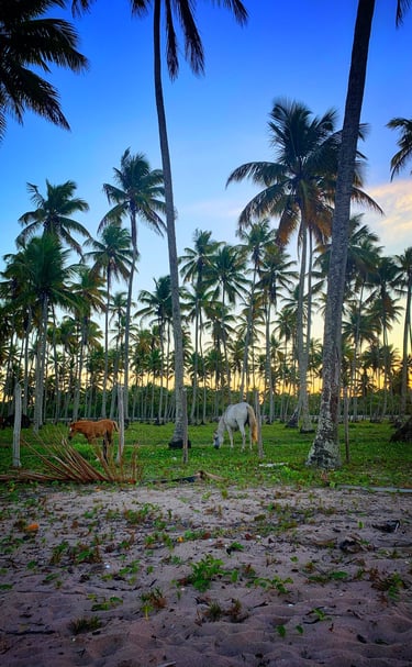 Praia Cueira, Ilha de Boipeba. Refúgio do Sagrado. Eventos e hospedagem