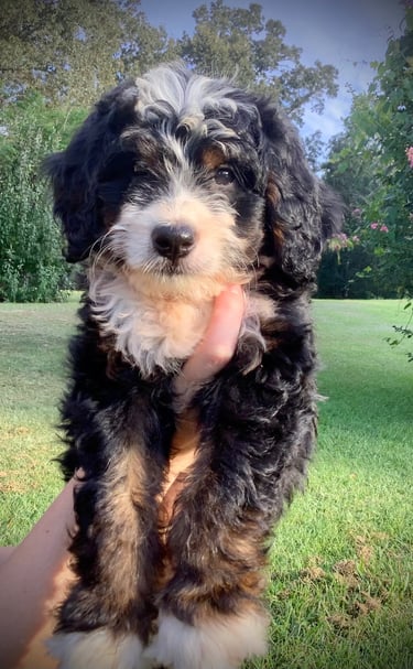 Rore the Bernedoodle Puppy 