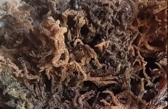 dried eucheuma cottonii seaweed
