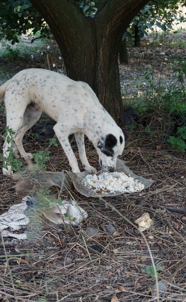 Street dog being fed