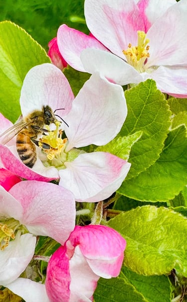 a bee on a flowered plant with a bee