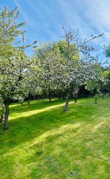 a grassy field with trees and a bench