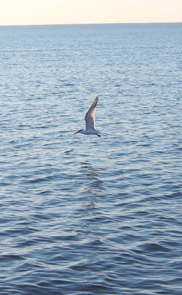 the common tern is one of many birds we see on our dolphin tours.