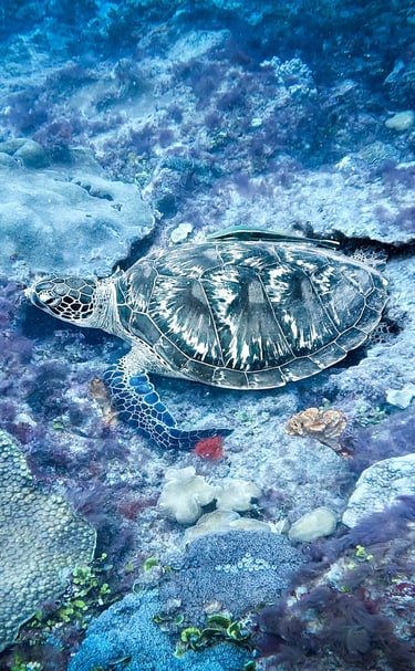 a turtle turtle turtle turtle turtle turtle turtle turtle turtle turtle turtle turtle turtle turtle turtle