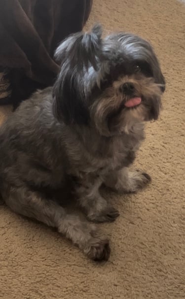 Lhasa Apso Sitting with Tongue Out