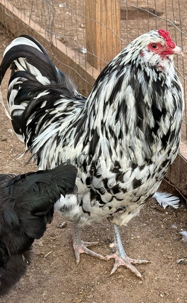 AMERAUCANA ROOSTER