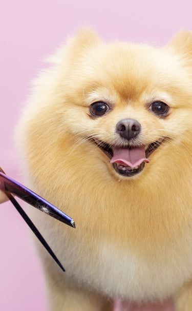 Glad liten Pomeranian blir stylad. Vi stylar många av dessa.