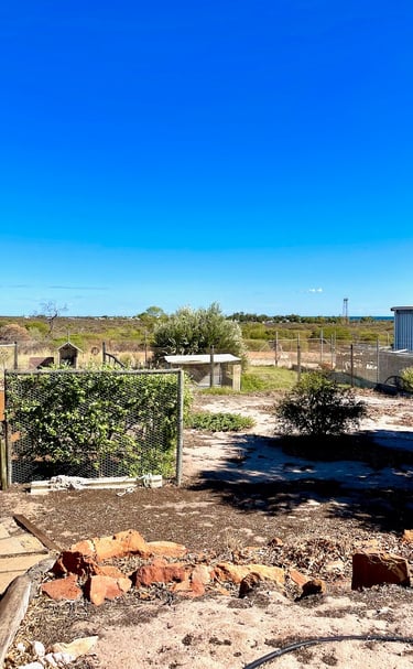 Large back yard with chook run