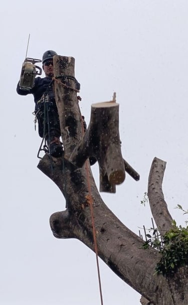profesional arboricultor técnico haciendo un derribo 