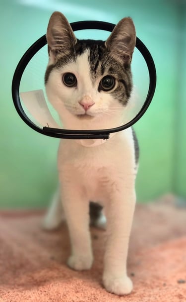 The Woodbridge Vets - Reason Marketing Marketing Consultant