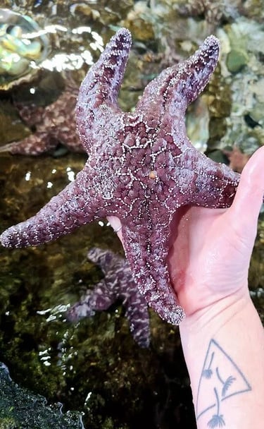 CA Coast - Holding a purple starfish at Ocean World in Crescent City