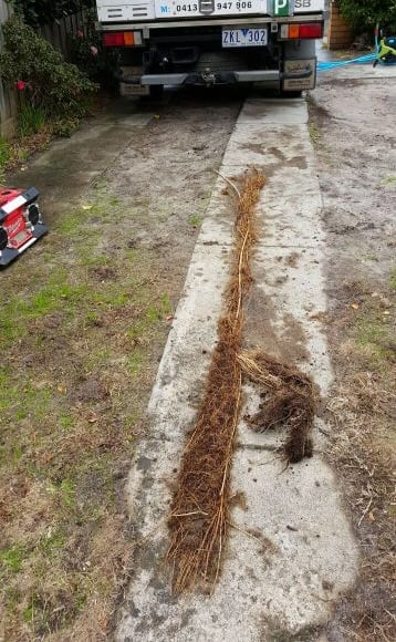 tree root from a drain in Rye