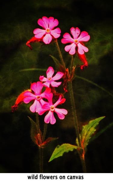 a photograph of a wildflower on a canvas effect background